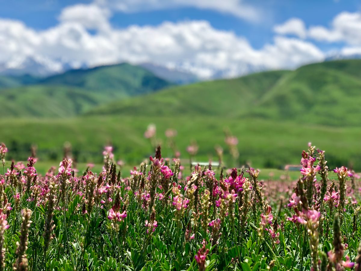 According to the information of the Department of Tourism under the Ministry of Economy and Finance of the Kyrgyz Republic, from 23rd to 25th of July 2021, on the shores of Lake Issyk-Kul in Ton village of  Issyk-Kul region, the Public Fund 